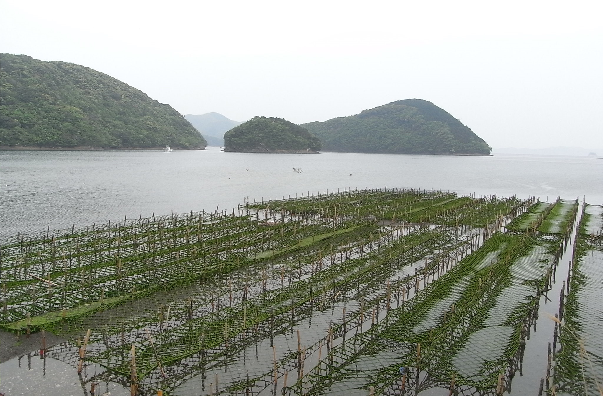 Lưới trồng rong biển